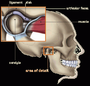 Drawing temporomandibular joint