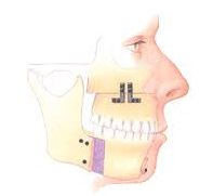 Cross-section of the mouth and human teeth